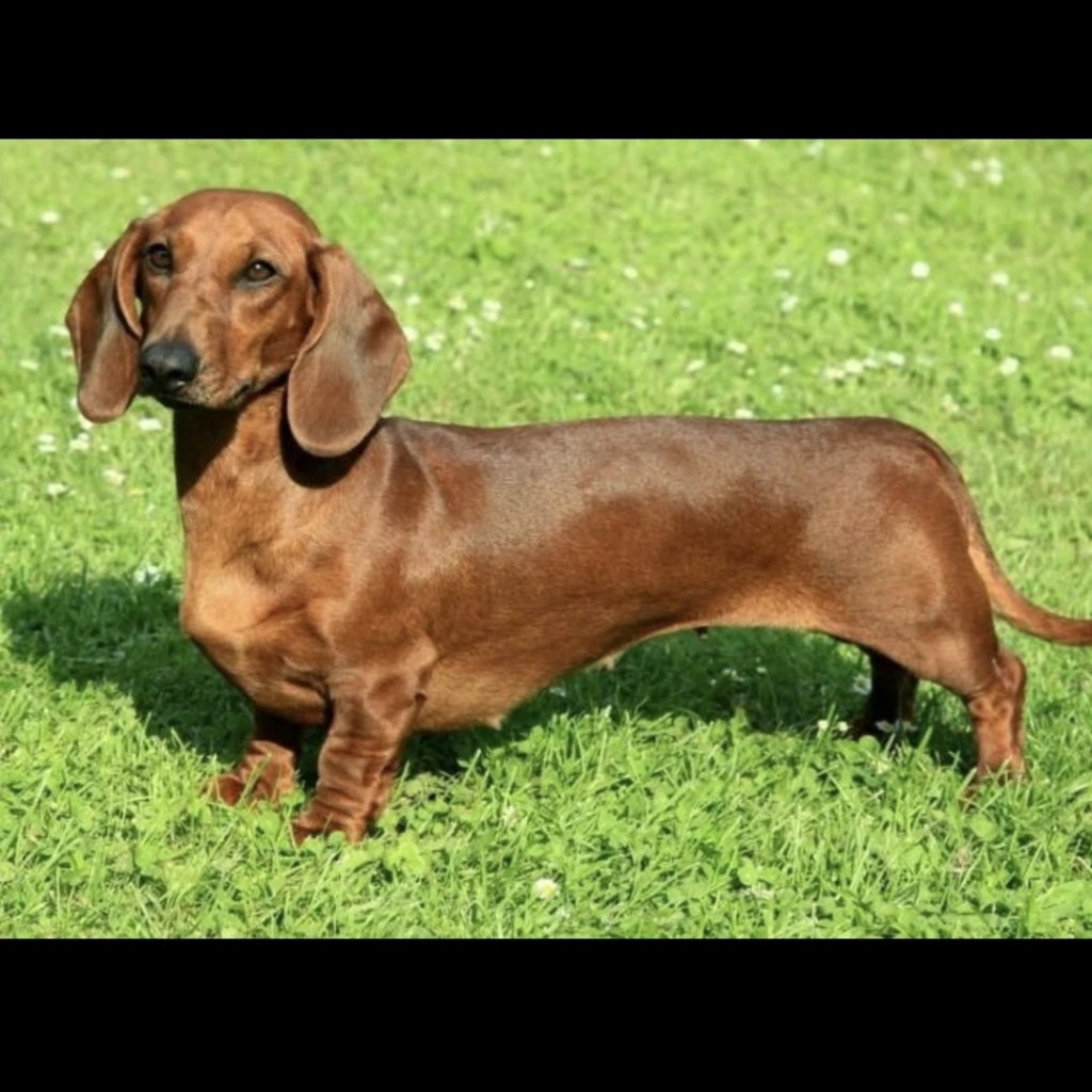 Такса гладк/ длин.. гигиена