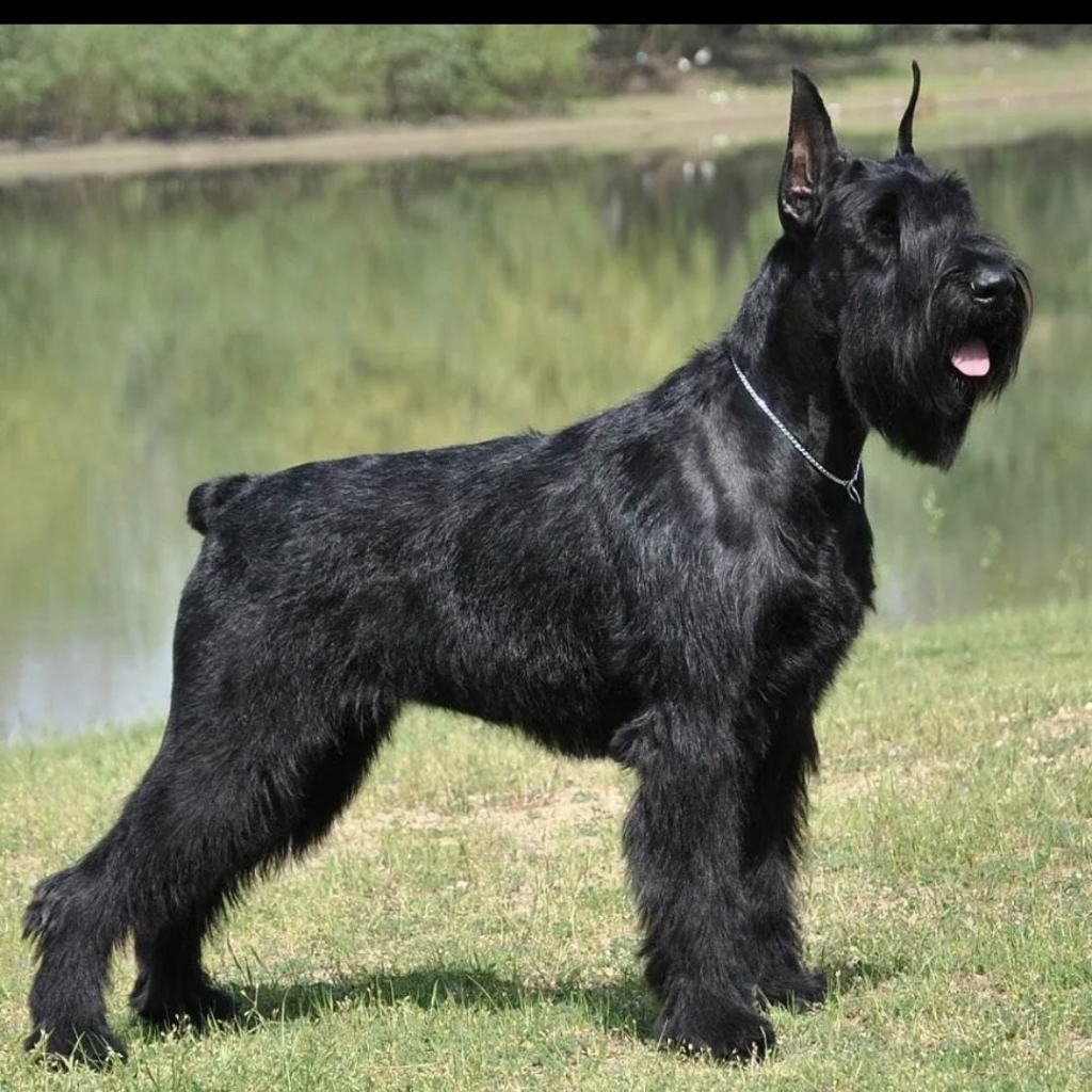 Ризен шнауцер тримминг