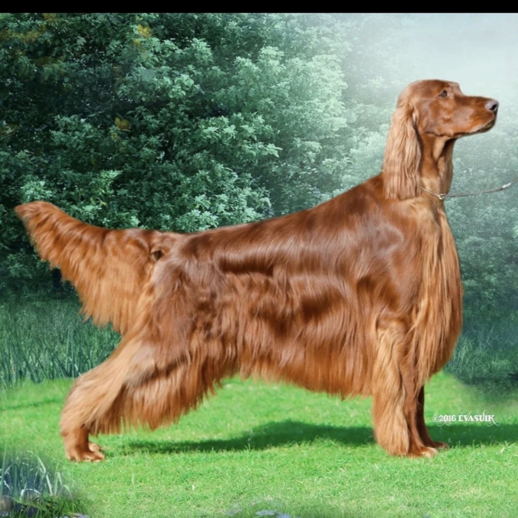 Сеттер гигиена