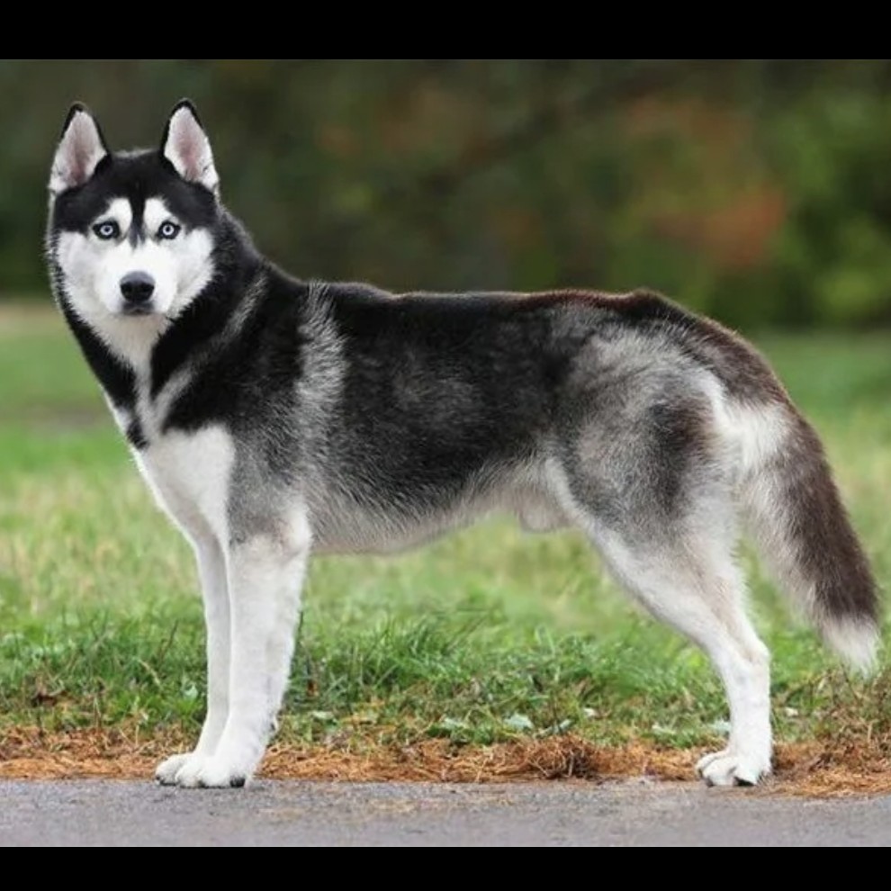 Сибирский хаски гигиена