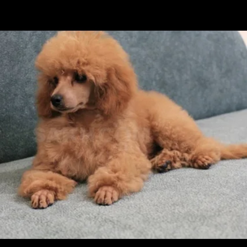 Той пудель(гигиена)