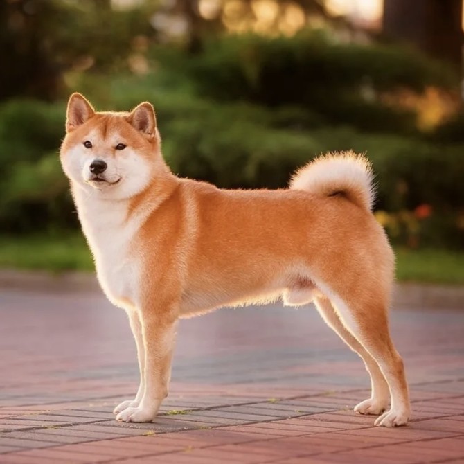 Сиба ину комплекс