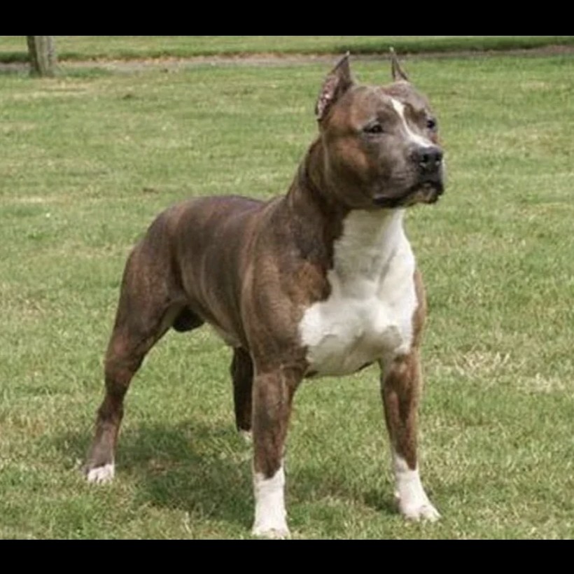 Стаффордширдский терьер комплекс