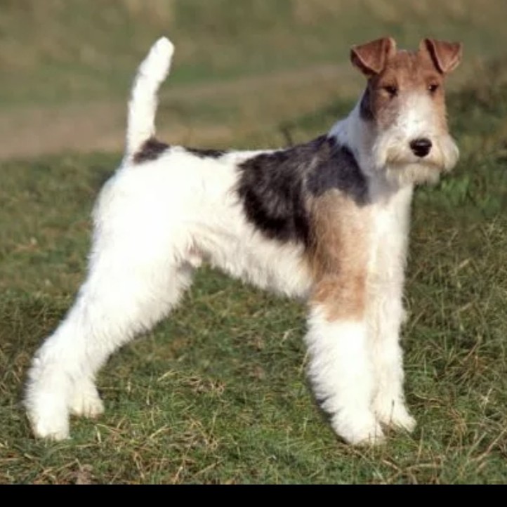 Фокс терьер комплекс