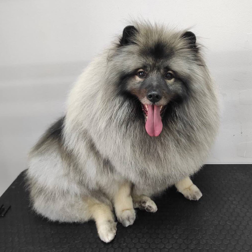 Вольфшпиц (Кеесхонд) Комплекс "Все включено" + легкая окантовка (при необходимости)