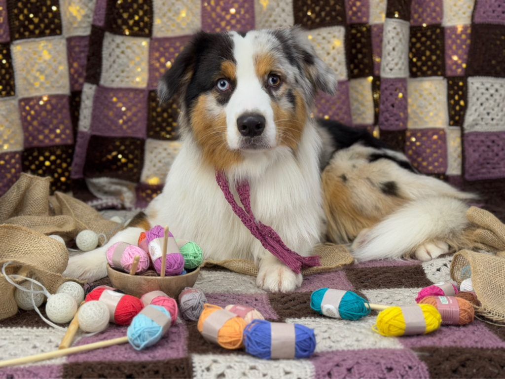 Owczarek Australijski - kompleksowa usługa