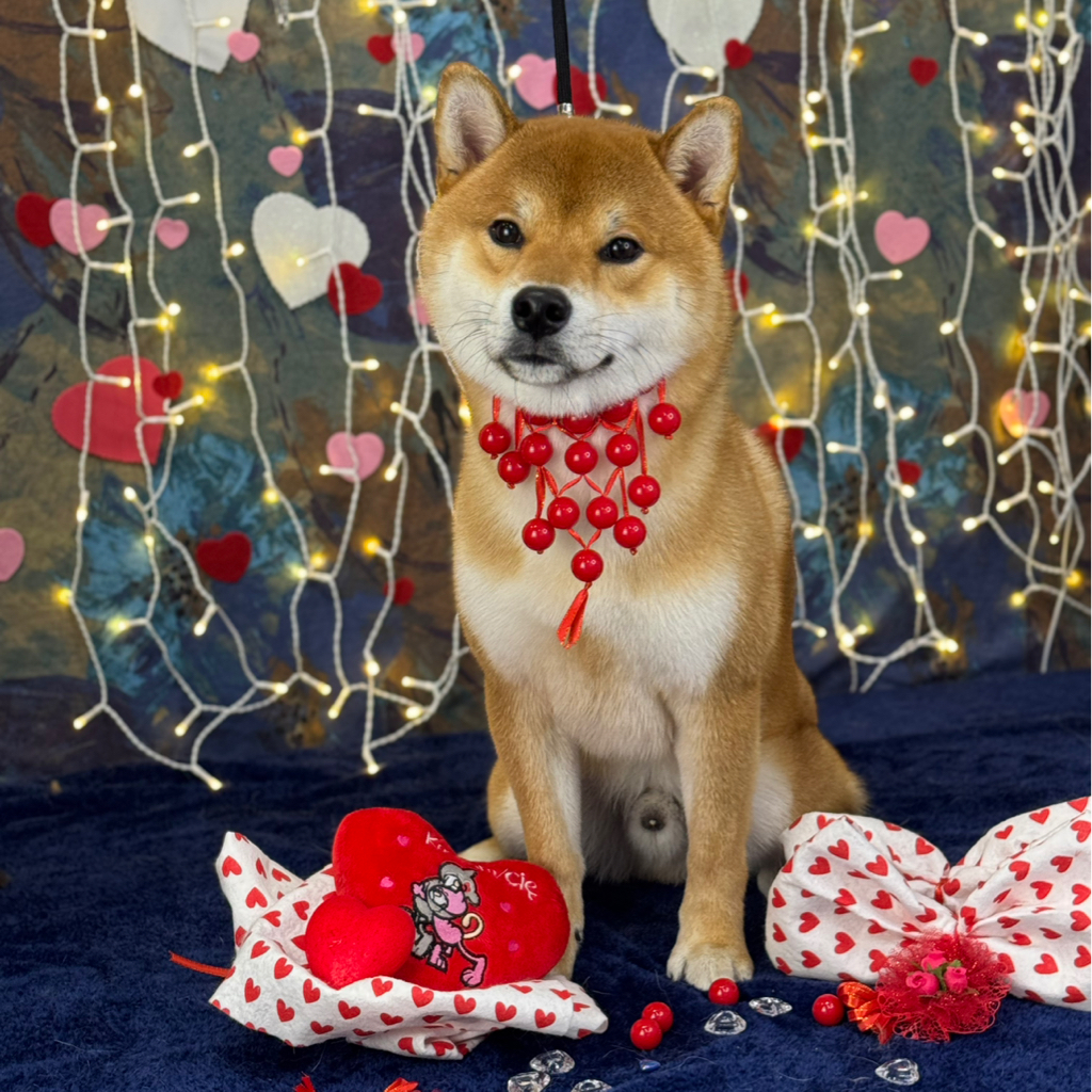 Shiba Inu - kompleksowa usługa