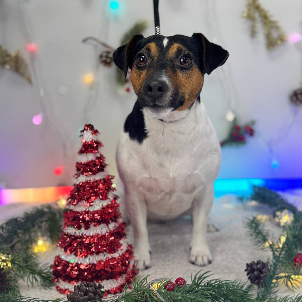 Jack Russell krótkowłosy - kompleksowa usługa