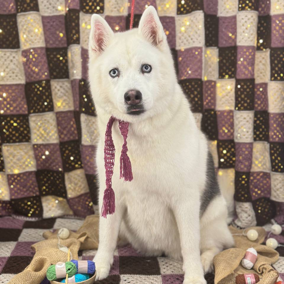 Husky - kompleksowa usługa