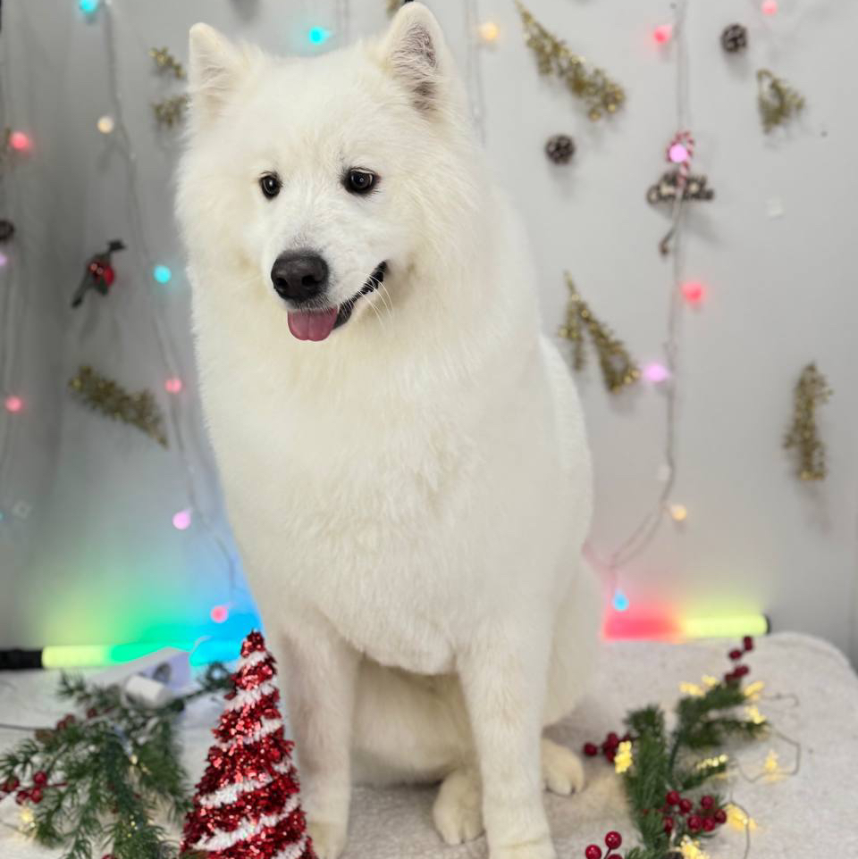 Samoyed - kompleksowa usługa