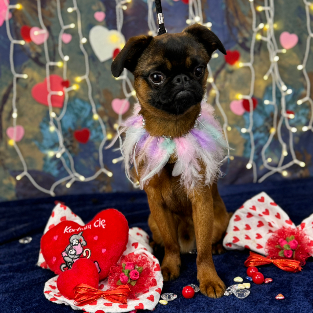 Petit Brabanson - kompleksowa usługa