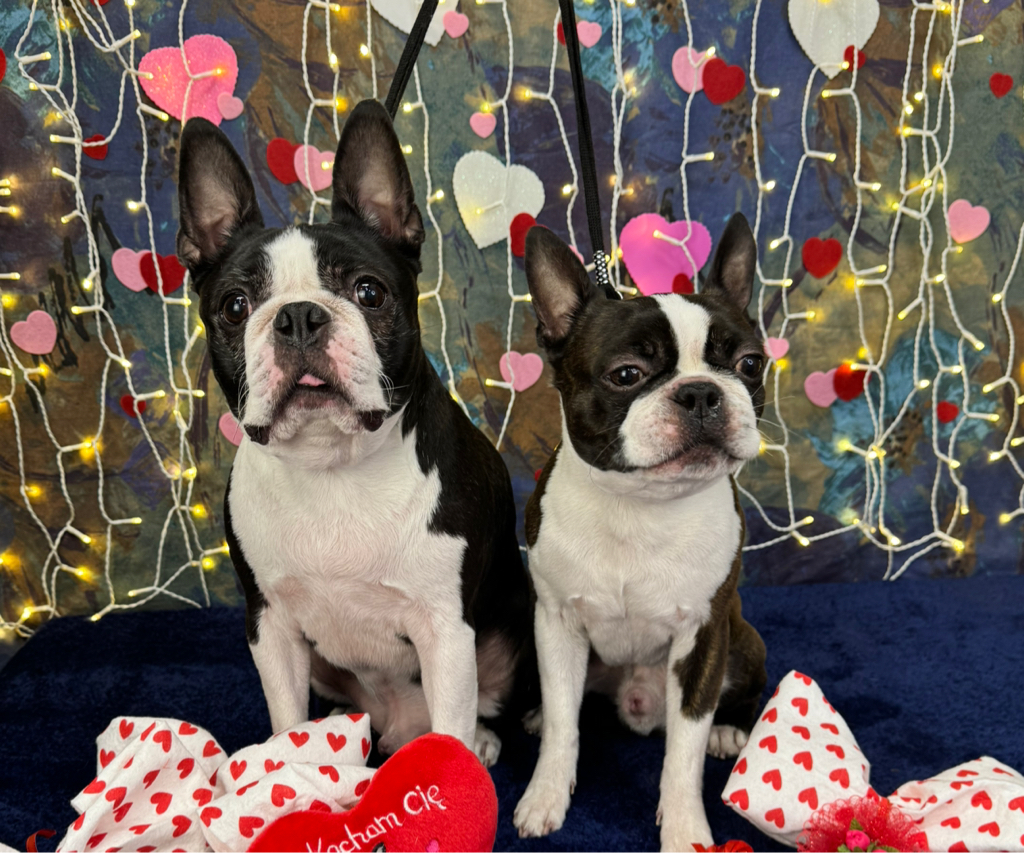 Boston Terrier - kompleksowa usługa