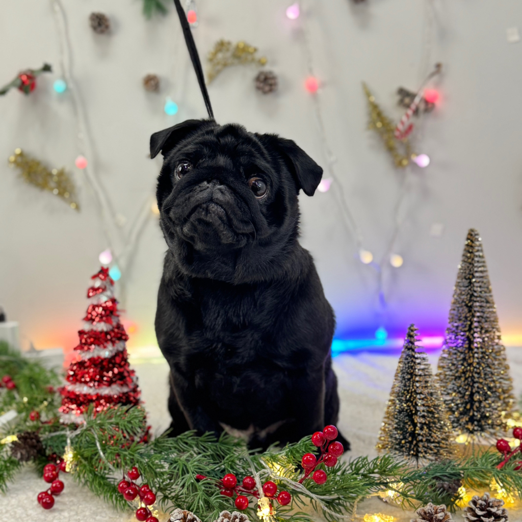 Mops - kompleksowa usługa