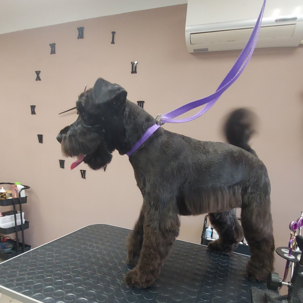 Комплексный уход для цвергшнауцер