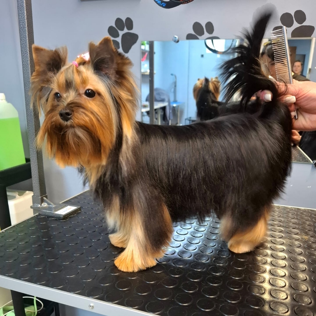 Гигиенический уход для мелких пород