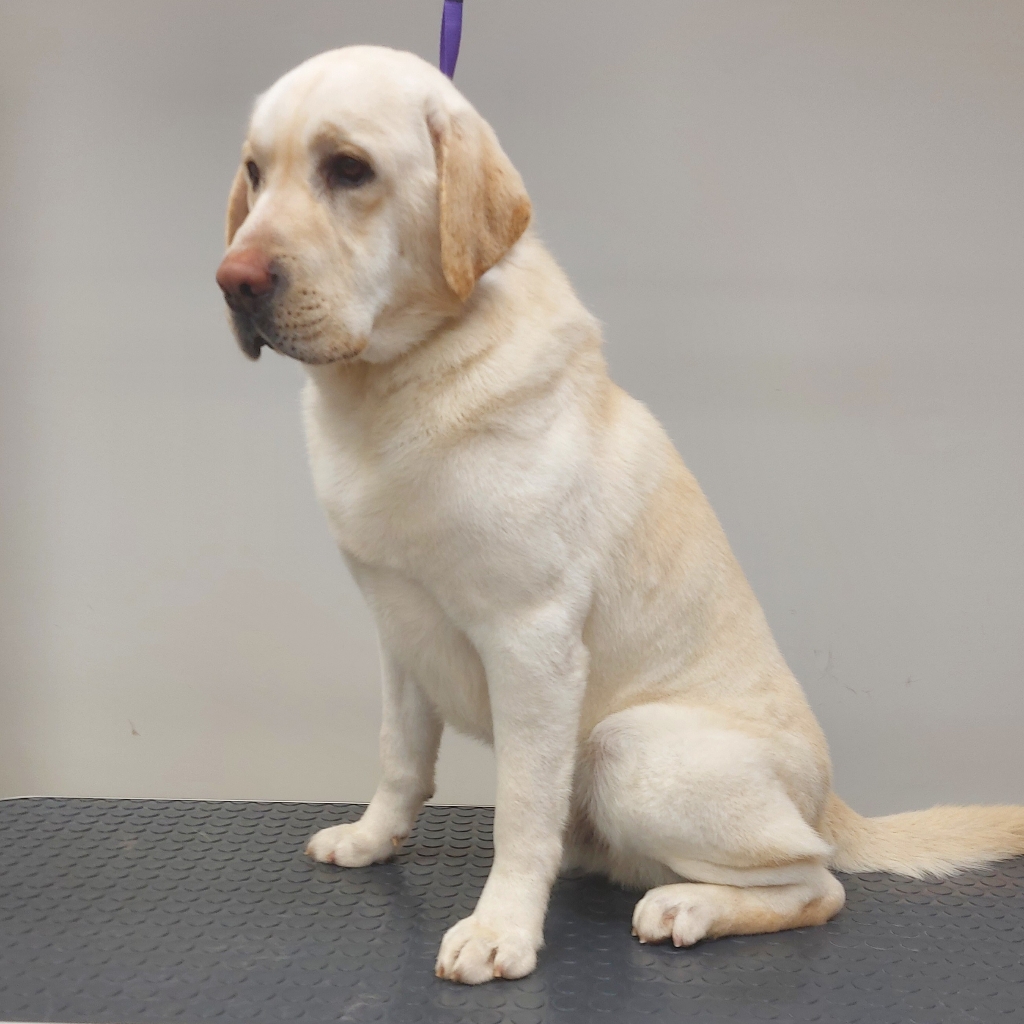 Комплексный уход для крупных пород ,гладкошерстные