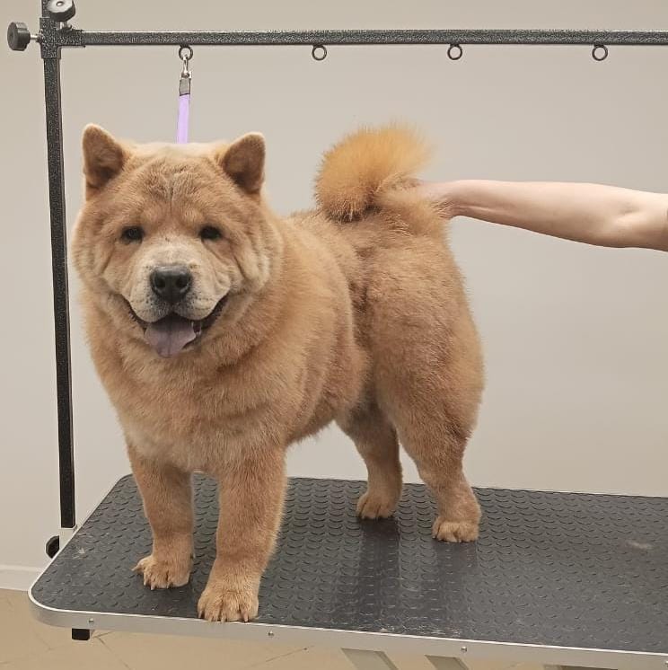 Комплексный уход для крупных пород с двойным типом шерсти