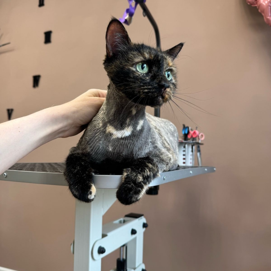 Стрижка кошек