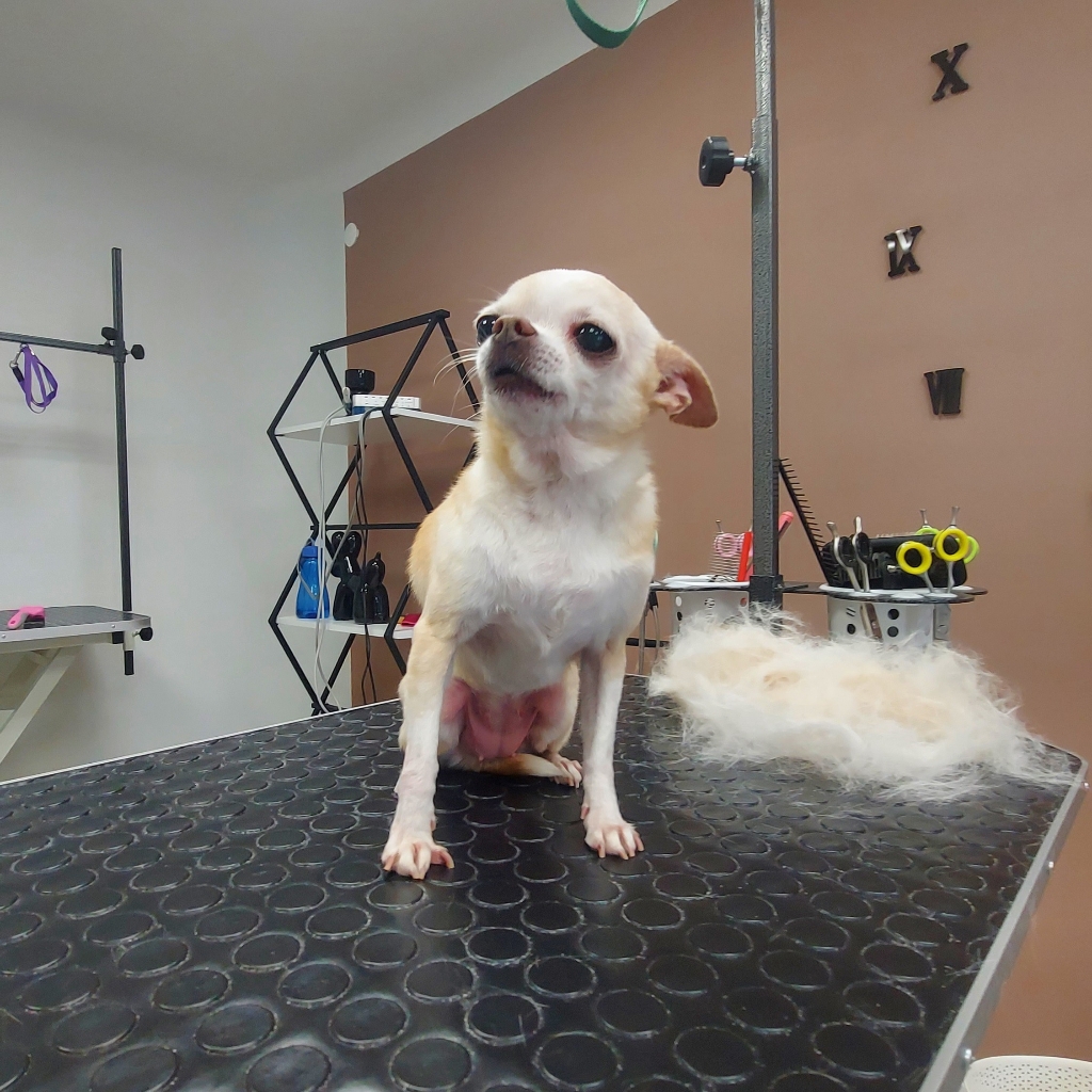 Экспресс линька для той- терьера / чихуахуа