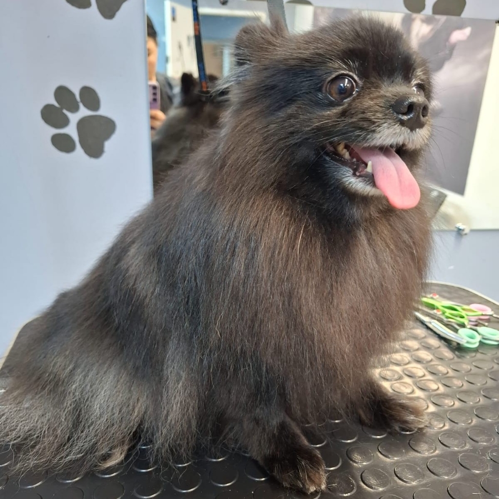 Гигиенический уход для шпица