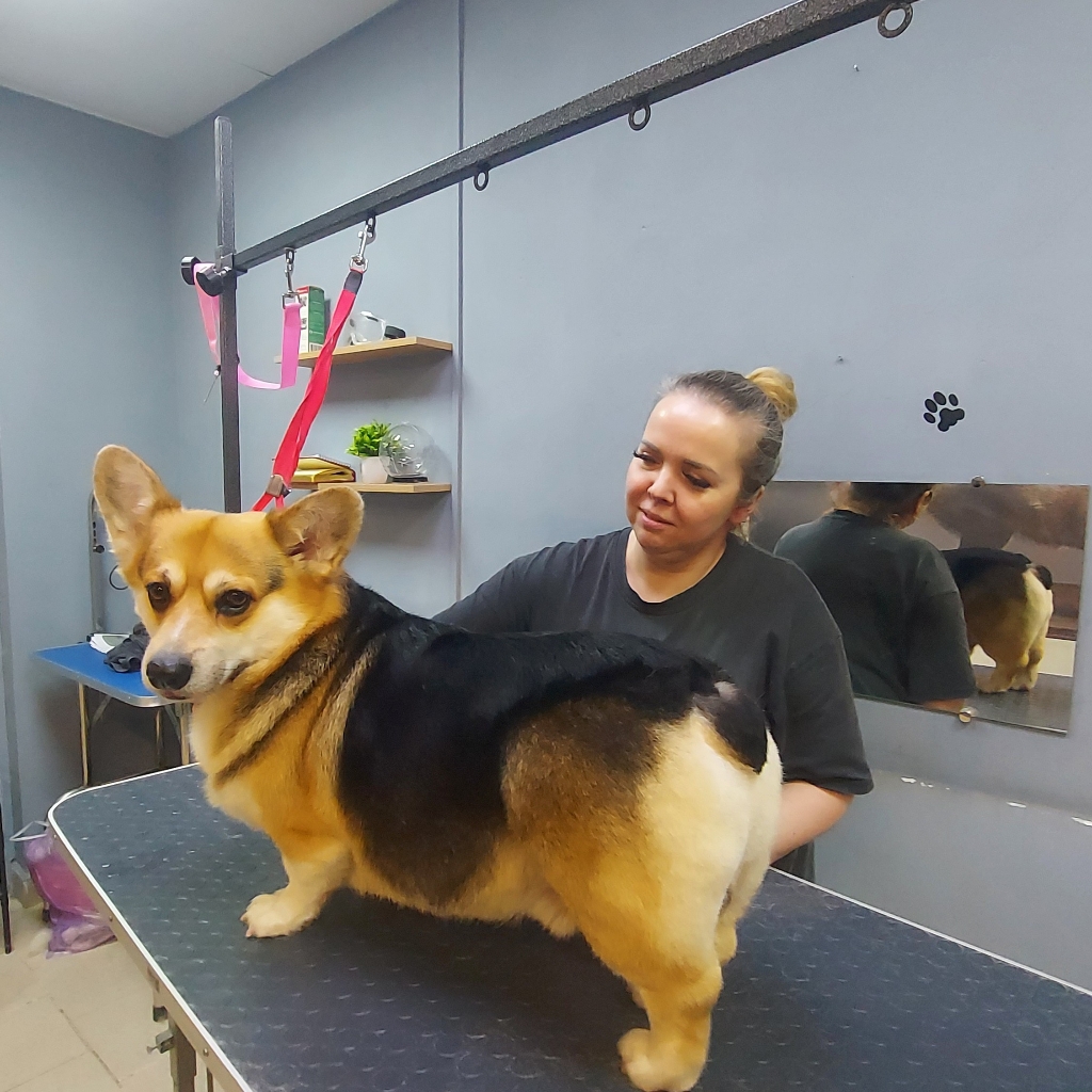 Экспресс линька для корги