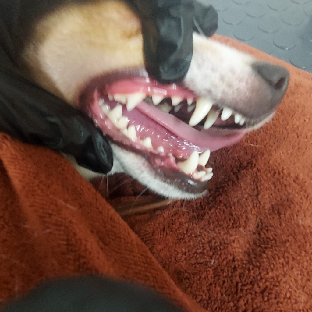 Ультразвуковая чистка зубов БЕЗ НАРКОЗА (Гигиена полости рта)