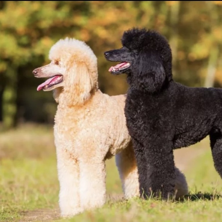 Пудель Малый до 45см - Комплекс стрижка машинкой (корпус и лапы 3-9мм)