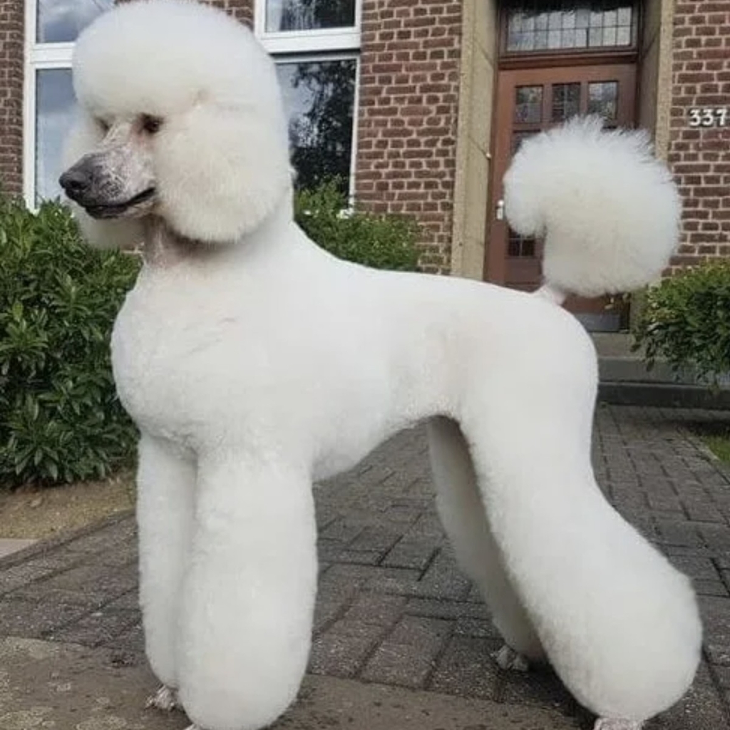 Пудель Король до 60см - Комплекс стрижка машинкой (корпус и лапы 3-9мм)