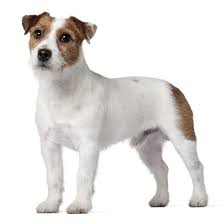 Парсон-рассел-терьер