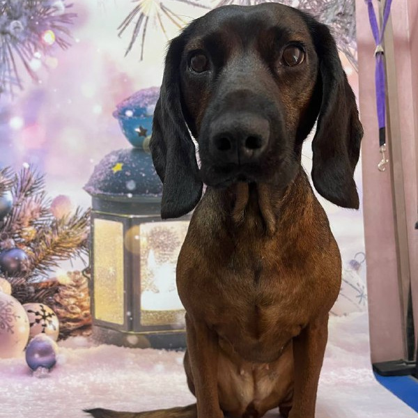 Баварская горная гончая комплекс