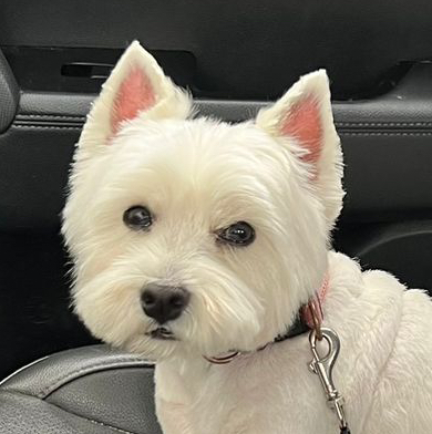 Вест хайленд Комплекс "Все включено" с триммингом (для жесткошерстных)