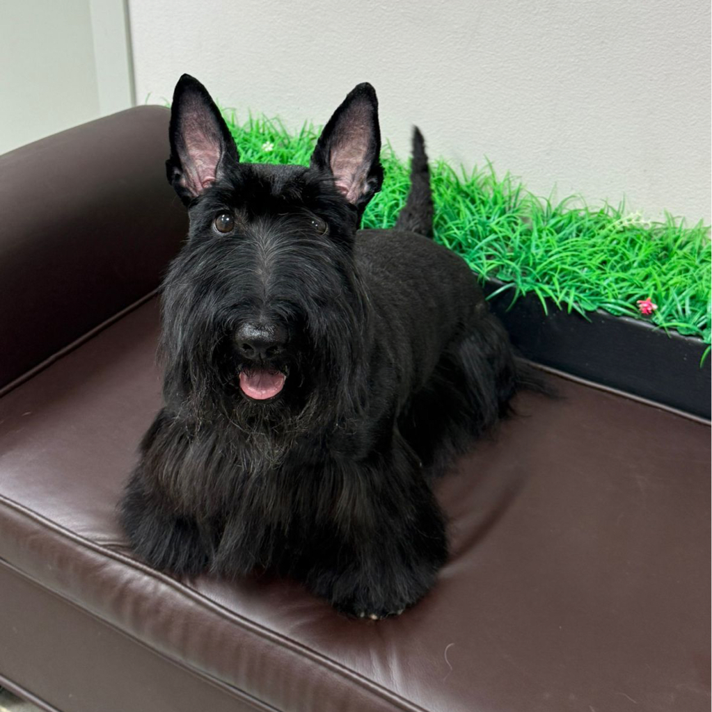 Скотч терьер Комплекс "Все включено" с триммингом (для жесткошерстных)