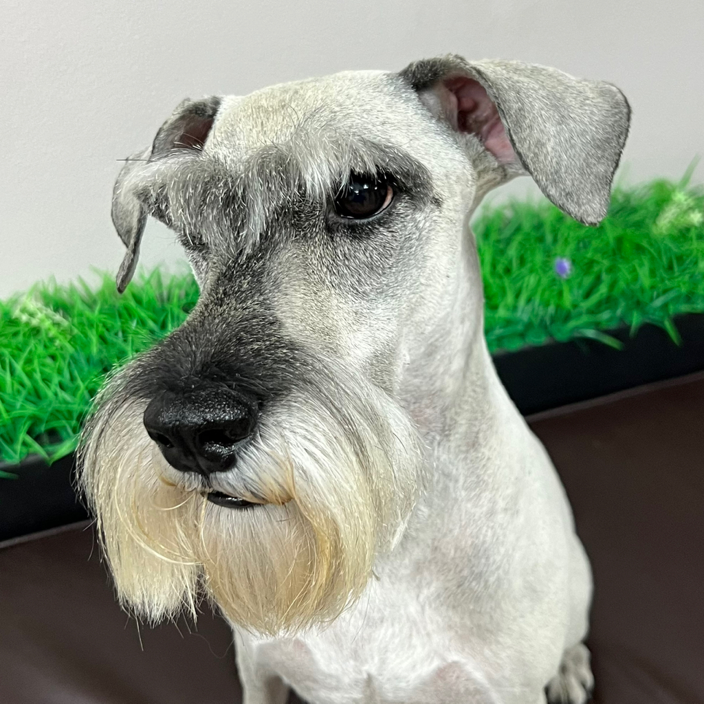 Миттельшнауцер Комплекс "Все включено" с триммингом