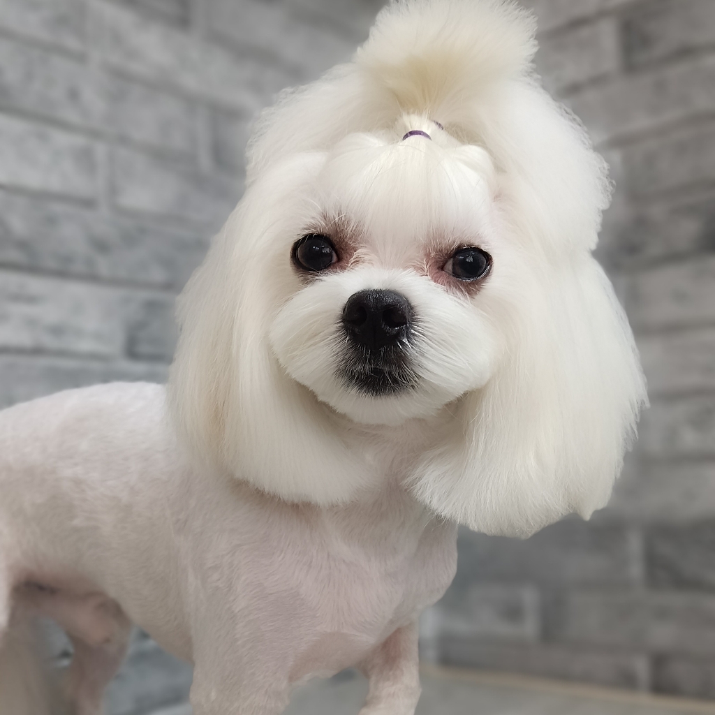 Мальтийская болонка, комплексный уход.