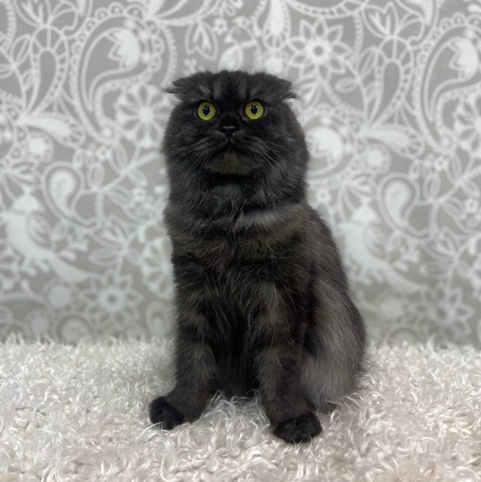 Кот вычес ДШ