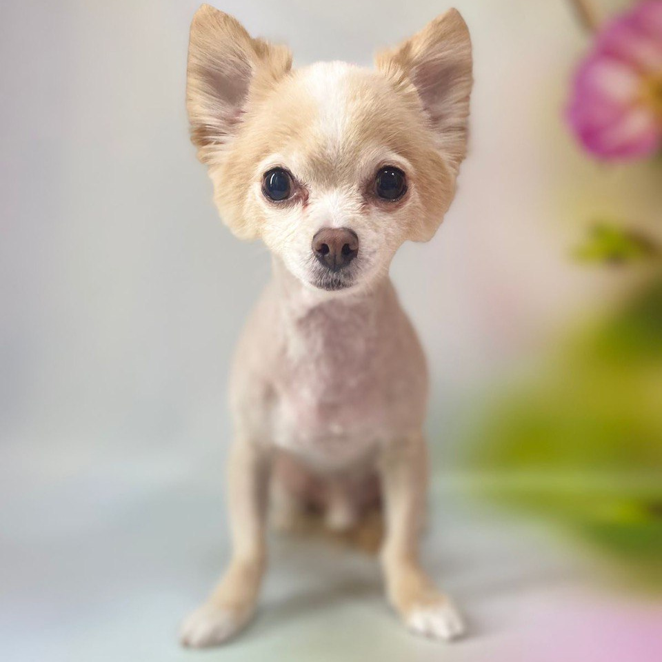 Чихуа-хуа д/ш стрижка под машинку