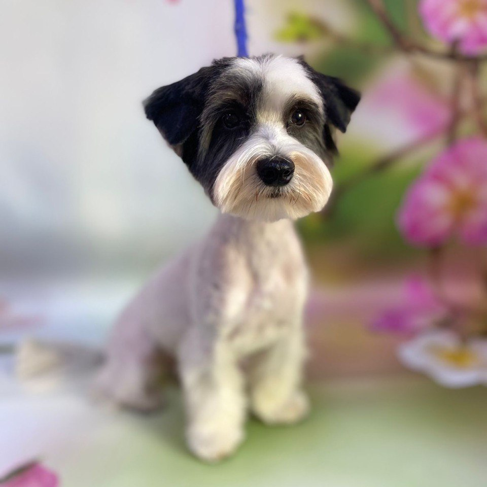 Бивер йорк комплекс