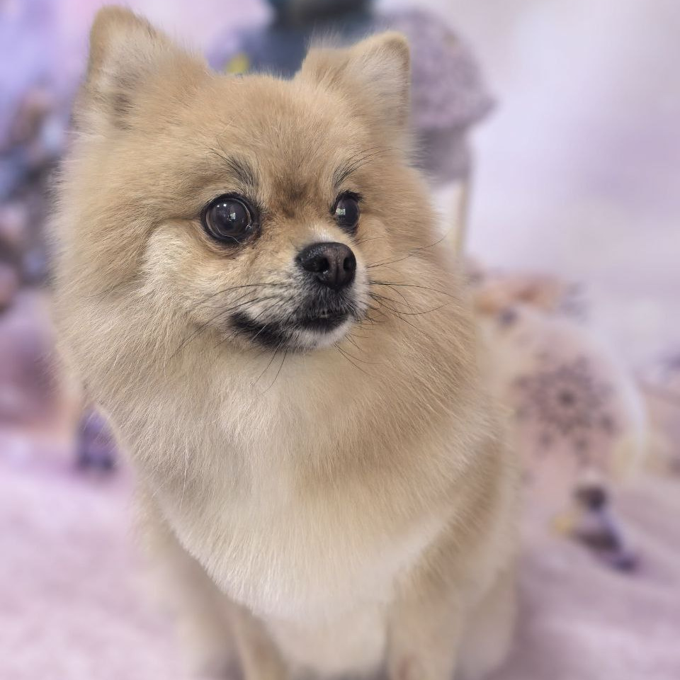 Шпиц большой (более 39 см) комплекс