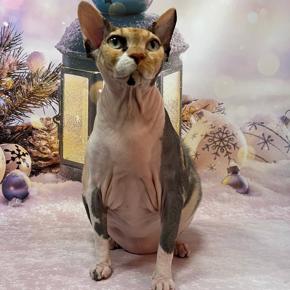 Кошки бесшерстные (сфинксы, левкои) комплекс