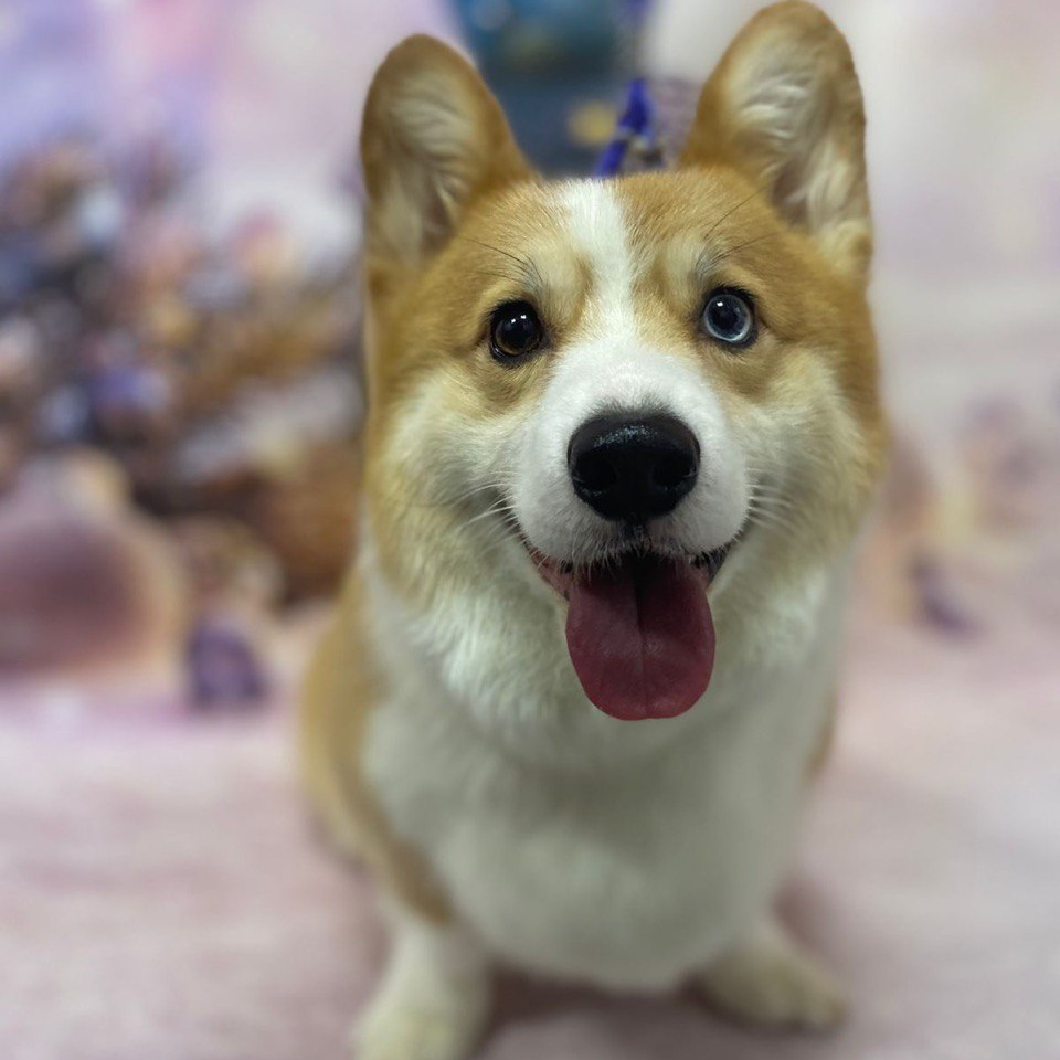 Вельш корги пемброк экспресс-линька