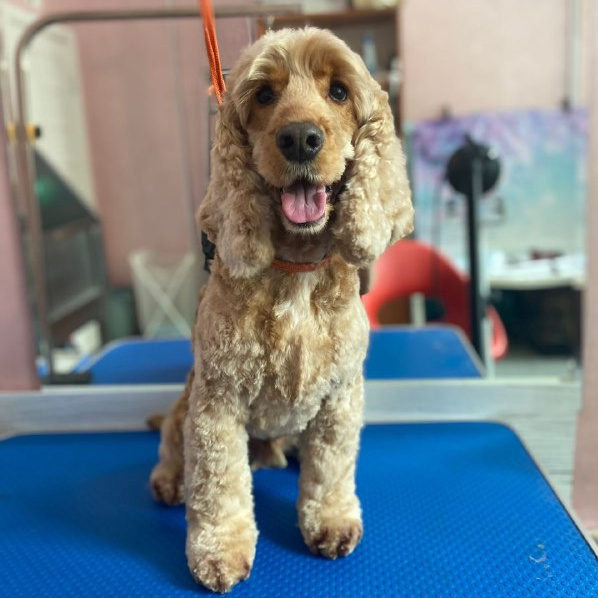 Английский/американский кокер-спаниель комплекс