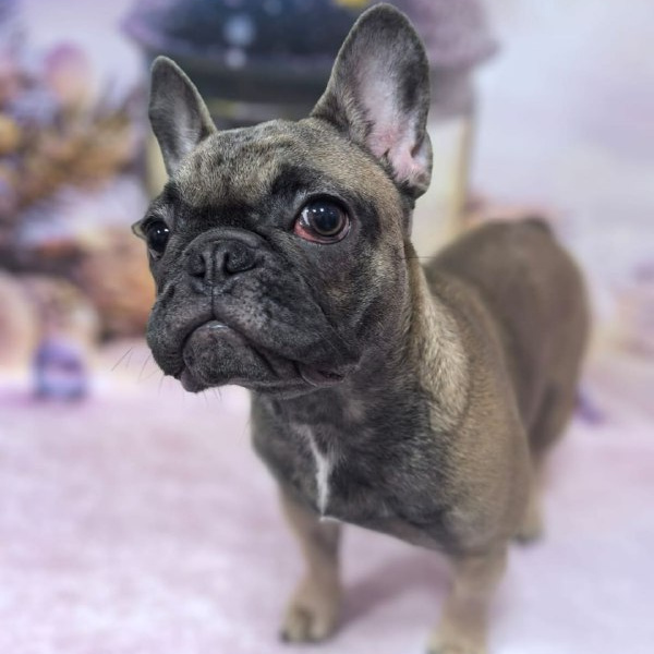 Французский бульдог экспресс-линька
