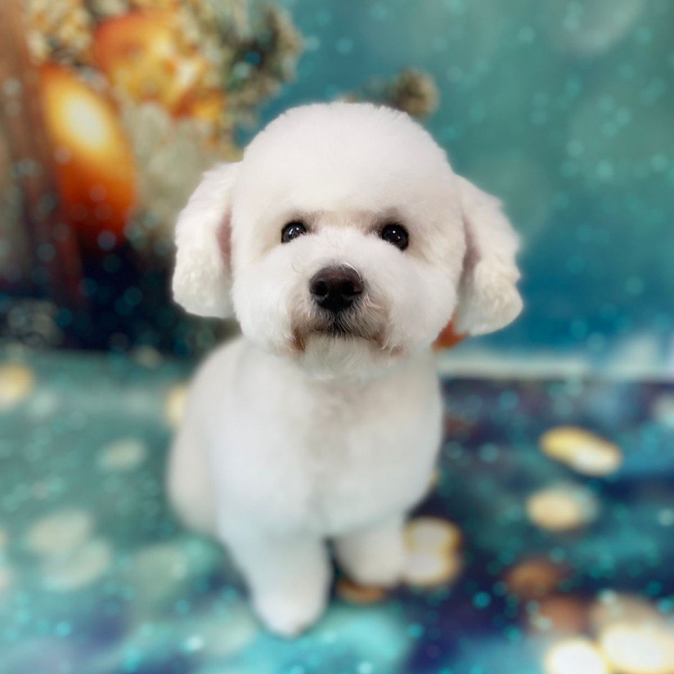 Гаванский бишон комплекс