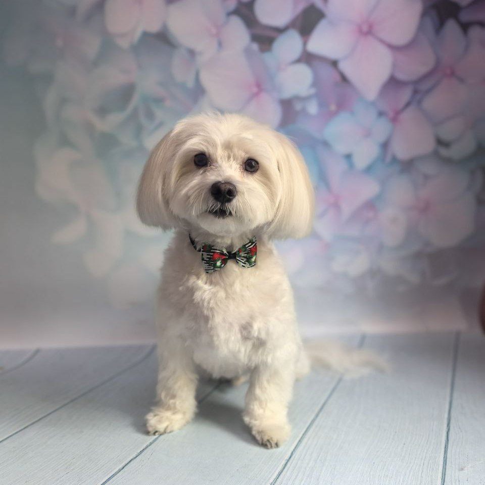 Мальтезе комплекс