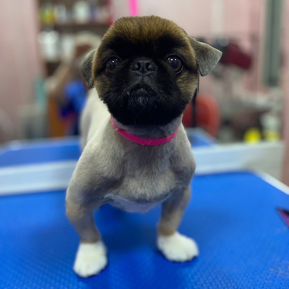 Пекинес комплекс