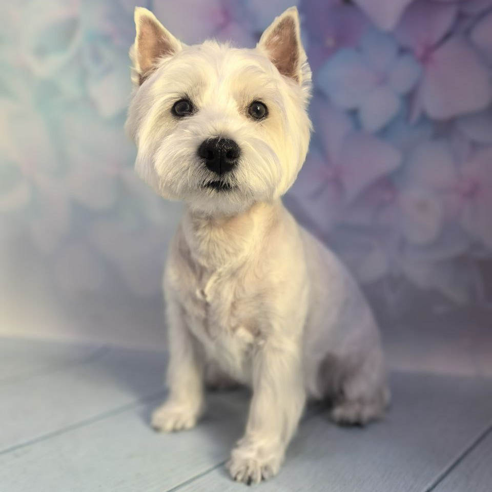 Вест-хайленд-уайт-терьер комплекс