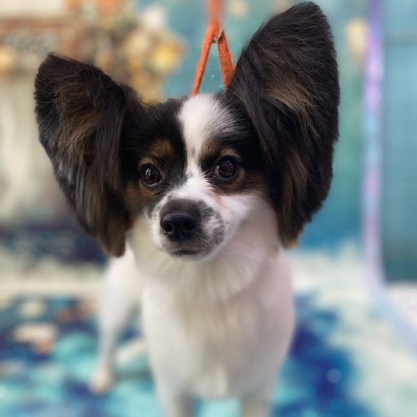 Папильон комплекс