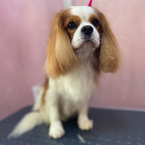 Кавалер/кинг-чарльз спаниель комплекс