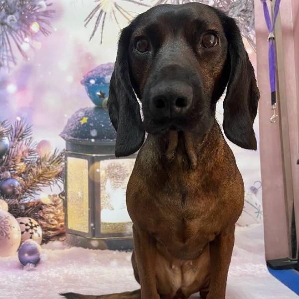 Баварская горная гончая экспресс-линька