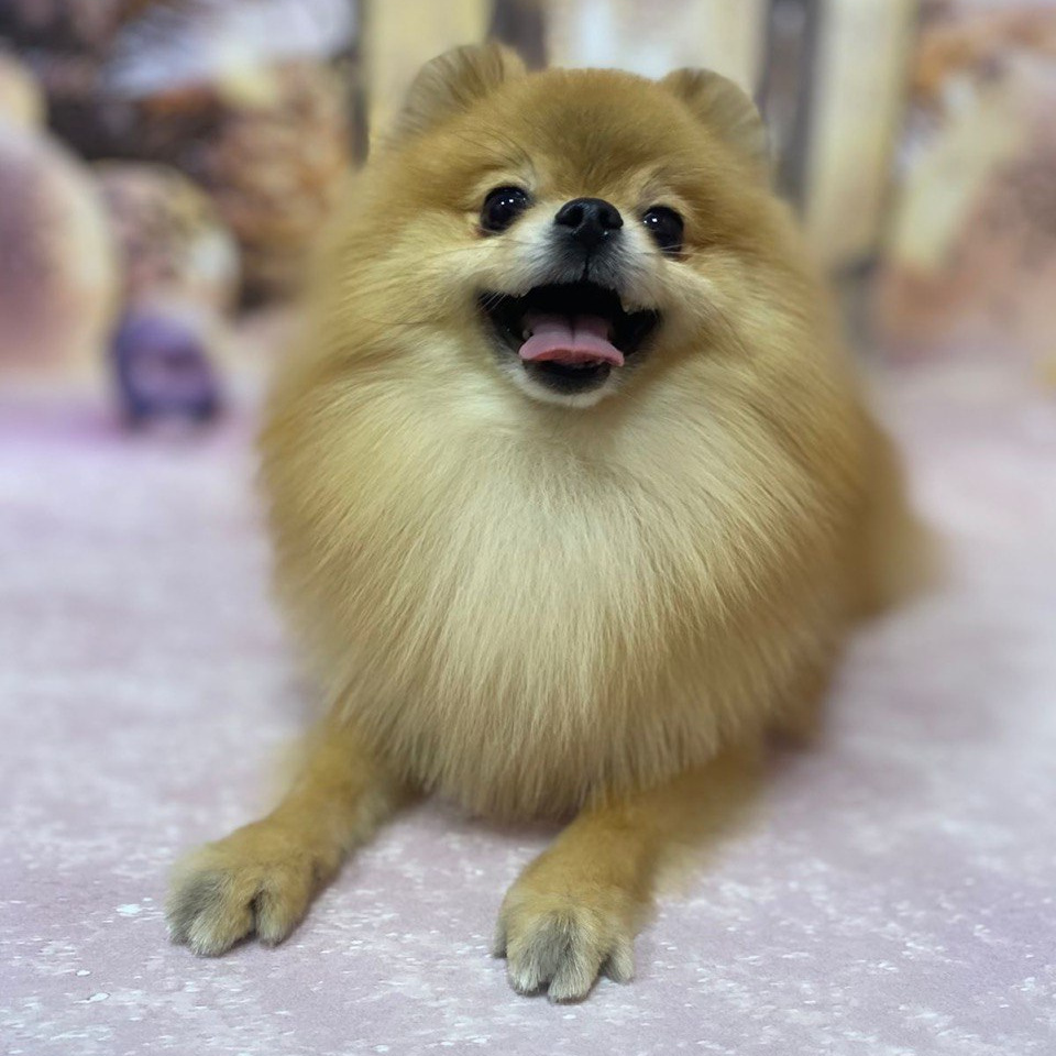 Шпиц малый (до 28 см) комплекс